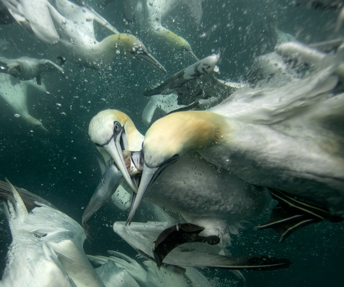 Gannet underwater